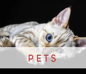 Pets photo shoots