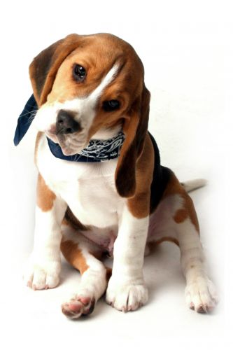 A cute puppy